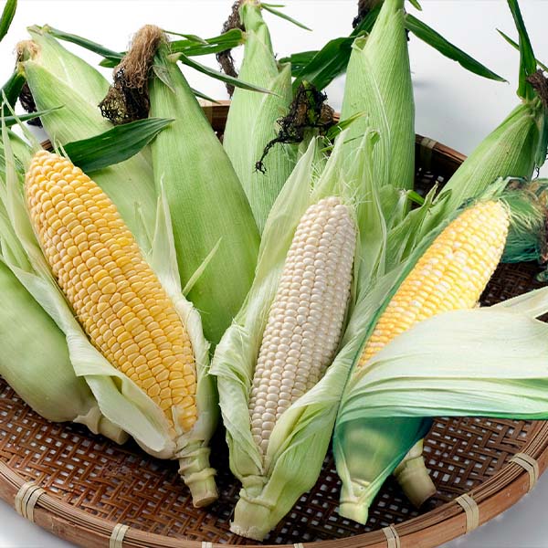 北海道産】白と黄色のとうもろこしセット［各5本/2L/Lサイズ］のお