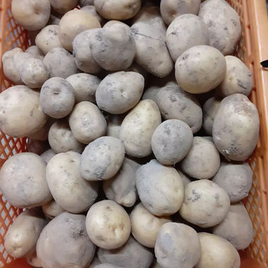 2024年度先行受付【北海道産】新じゃがいも男爵5kg(栽培期間中農薬不使用・化学肥料不使用)
