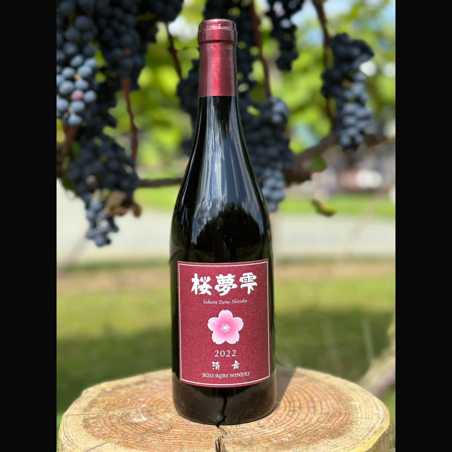 北海道産】桜夢雫 清舞 / 辛口・赤ワインのお取り寄せ【ボス アグリ