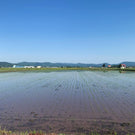 【北海道 特別栽培米】ゆめぴりか ふっくらごはん（レンジアップごはん）［150g×20個］