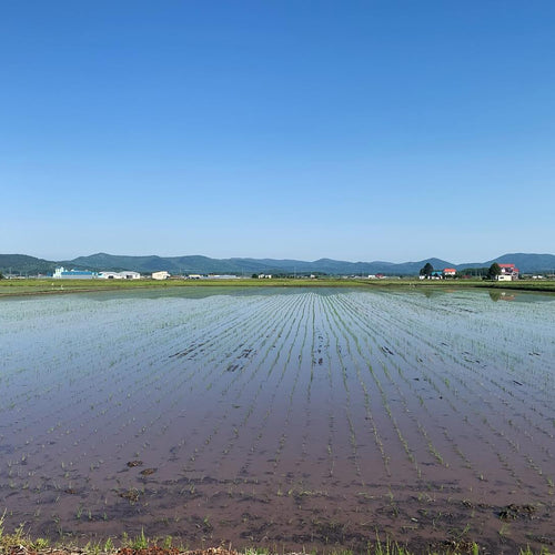 【北海道 特別栽培米】ゆめぴりか ふっくらごはん（レンジアップごはん）［150g×20個］