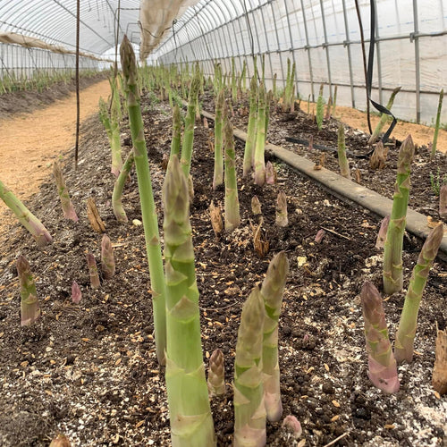 【北海道産】グリーンアスパラ 秀優（栽培期間中農薬不使用・化学肥料不使用）［1kg］
