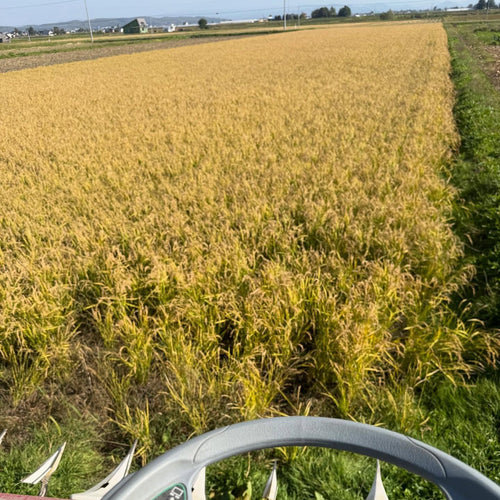 【北海道 特別栽培米】ゆめぴりか ふっくらごはん（レンジアップごはん）［150g×20個］