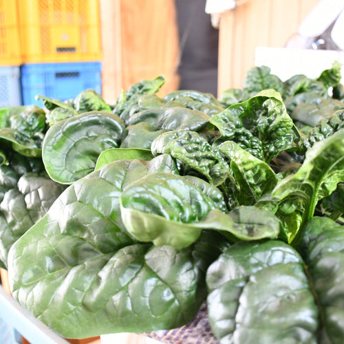 【北海道産】寒締ほうれん草［5袋］