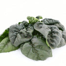 【北海道産】寒締ほうれん草［5袋］