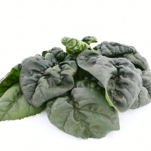 【北海道産】寒締ほうれん草［5袋］