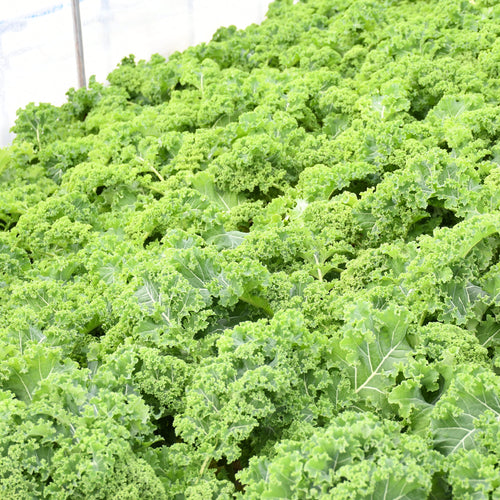 【北海道産】茎付きケール［5袋］