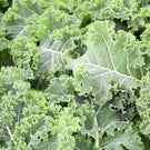 【北海道産】茎付きケール［5袋］