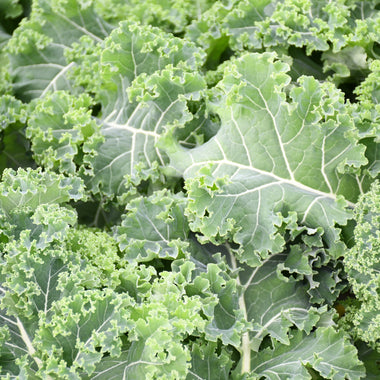 【北海道産】茎付きケール［5袋］