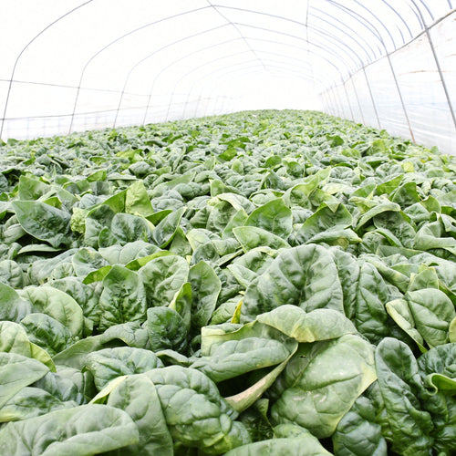 【北海道産】寒締ほうれん草［5袋］