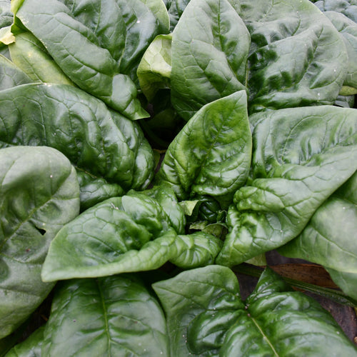 【北海道産】寒締ほうれん草［5袋］