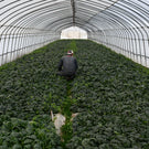 【北海道産】寒締ほうれん草［5袋］