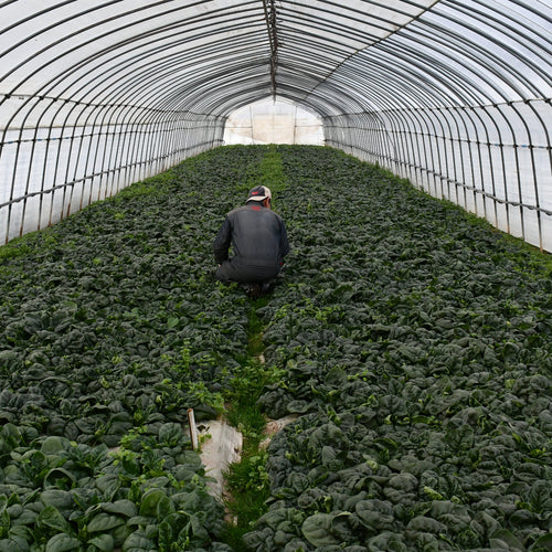 【北海道産】寒締ほうれん草［5袋］