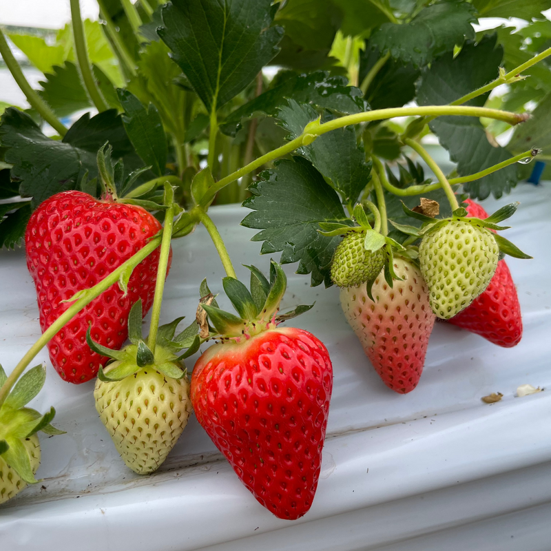 いちごけーき　北海道のおいし〜い野菜セット(^○^) 北海道産いちご】夏のしずく［250g×2パック］のお取り寄せ