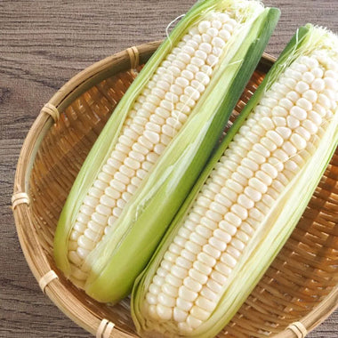 【北海道産・予約販売】とうもろこし ピュアホワイト［10本］