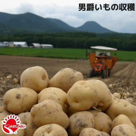 【北海道北見市産】じゃがいも男爵 L［10㎏］