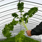 【北海道産】茎付きケール［5袋］