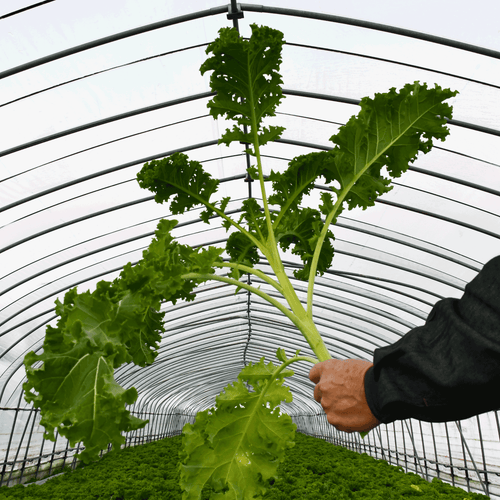 【北海道産】茎付きケール［5袋］