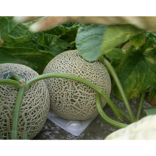 【北海道北見市産】メロン特優品［2玉］