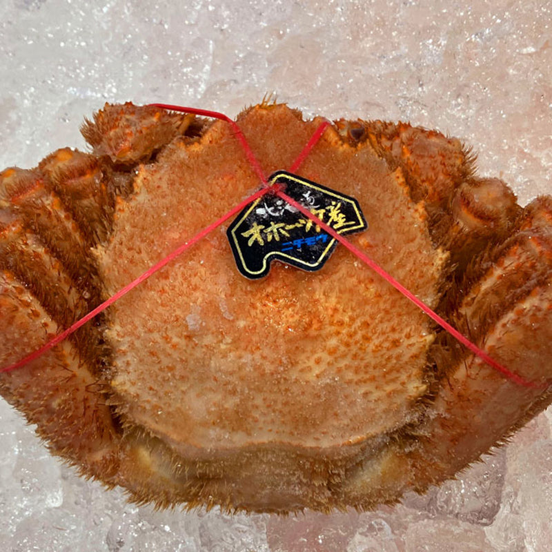 uozumi_4_800x800.jpg?v=1678783547